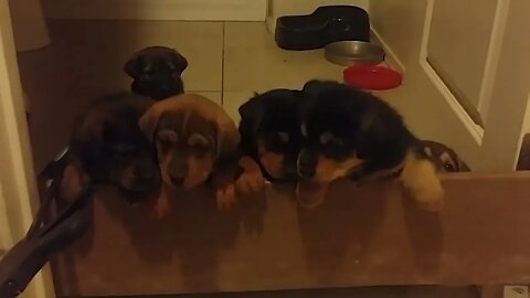 Puppies = Bear and Brownie Try to Escape