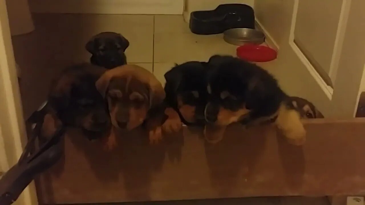 Puppies = Bear and Brownie Try to Escape