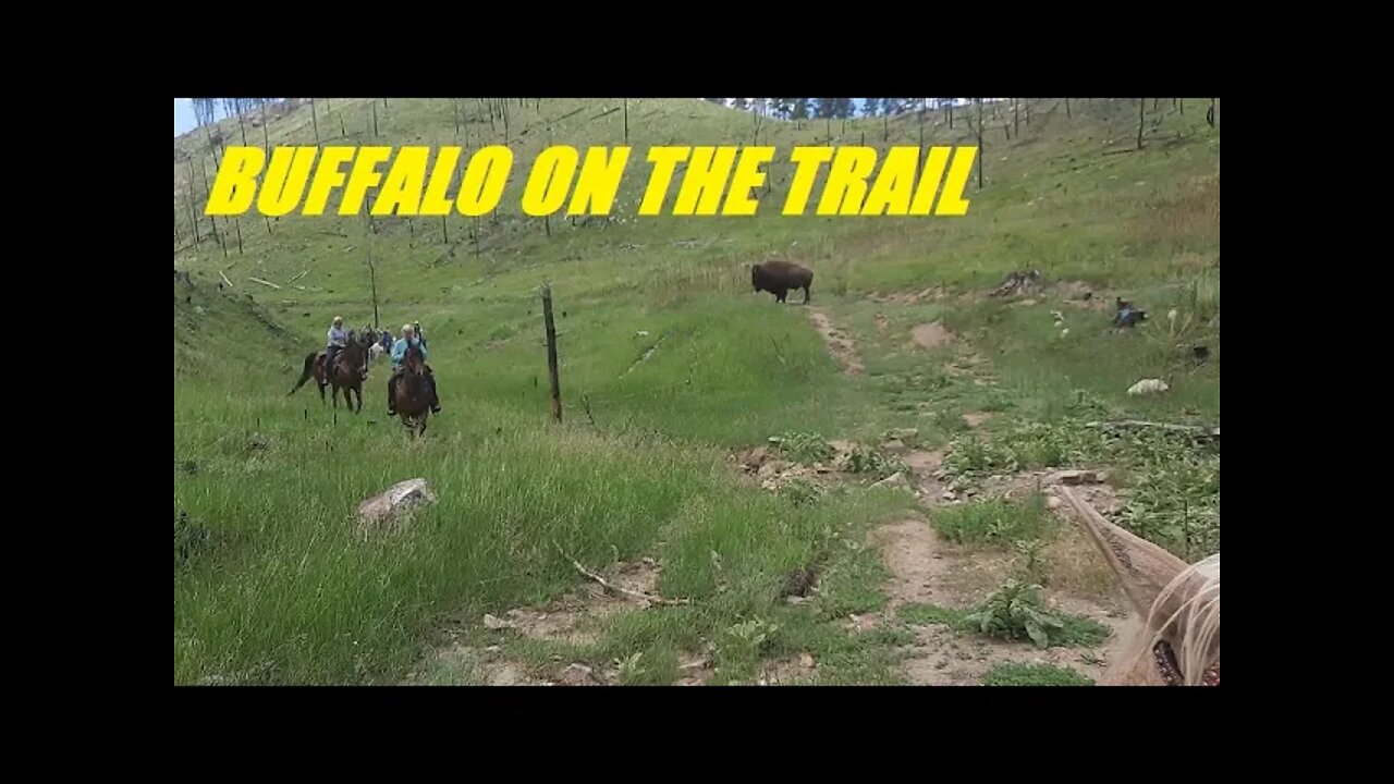 Riding Horses in Deadwood & BUFFALO Encounter