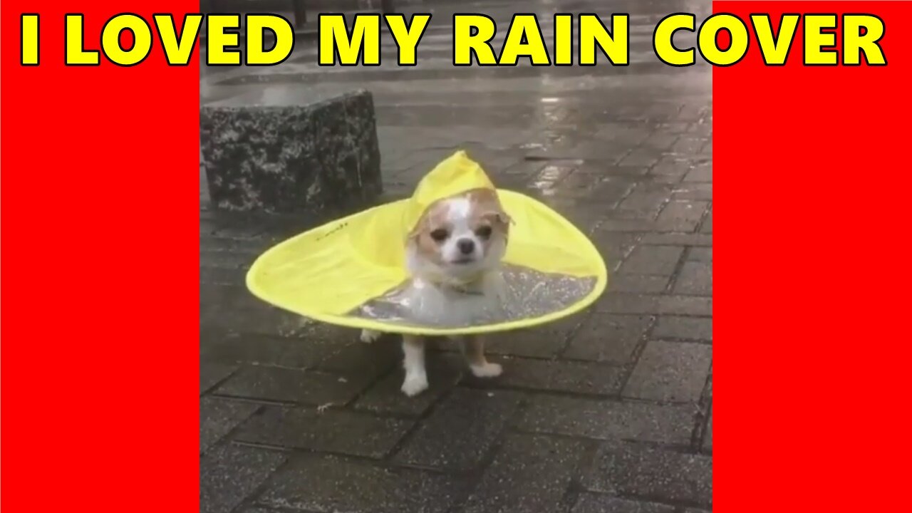 Raincoat For Chiuaua