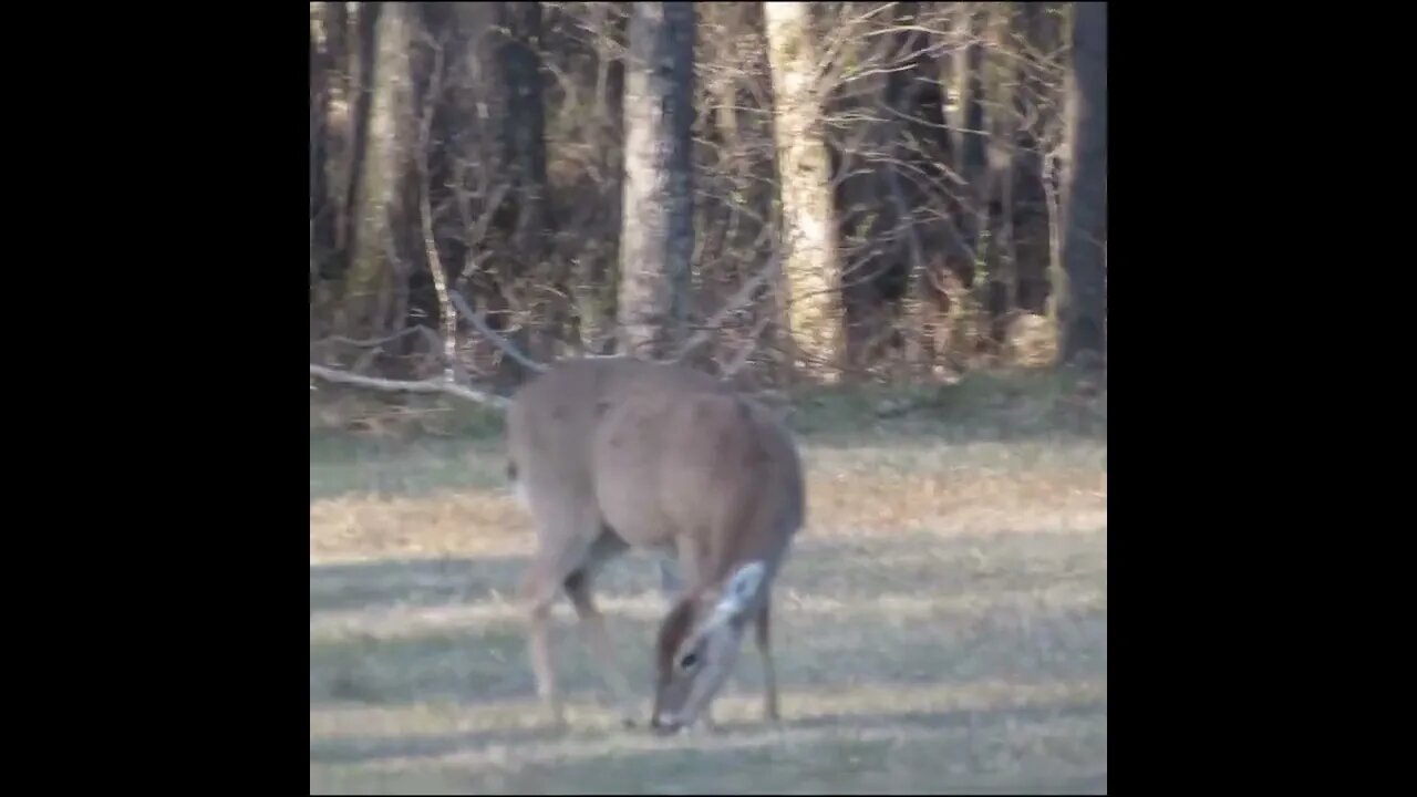 deer in the Field