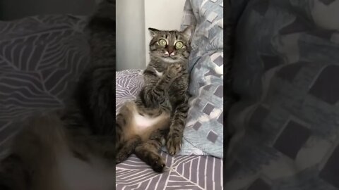 What did the cat saw? 😂😂 #shorts #shortsvideo #funny #cat