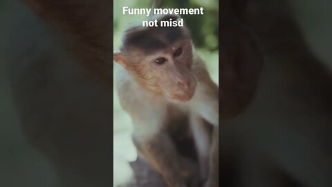 funny monkey video || monkey viral video #short #shorts #youtubrshorts #shortsfeed