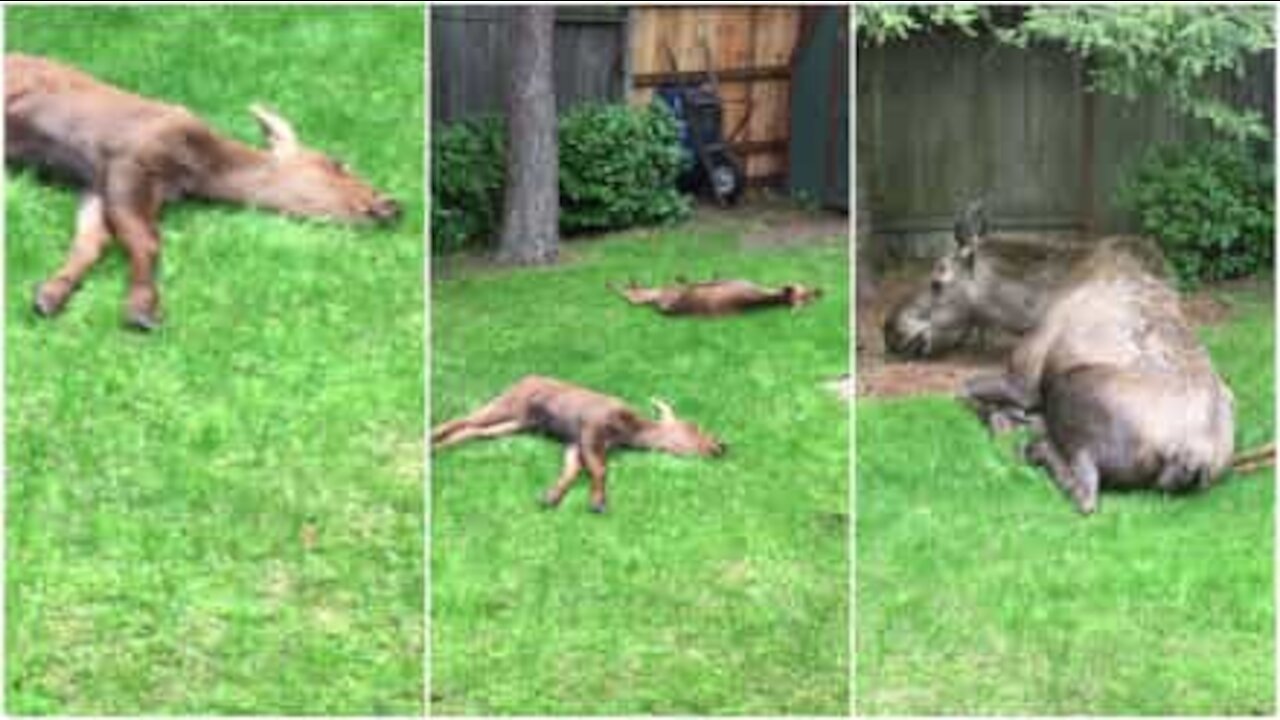 Famiglia di alci schiaccia un pisolino nel giardino del vicino