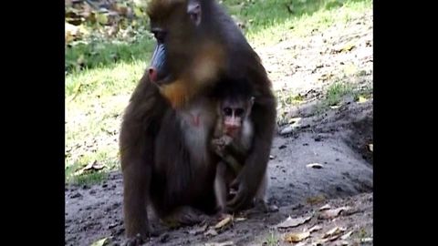 Rare Monkeys Born In Budapest