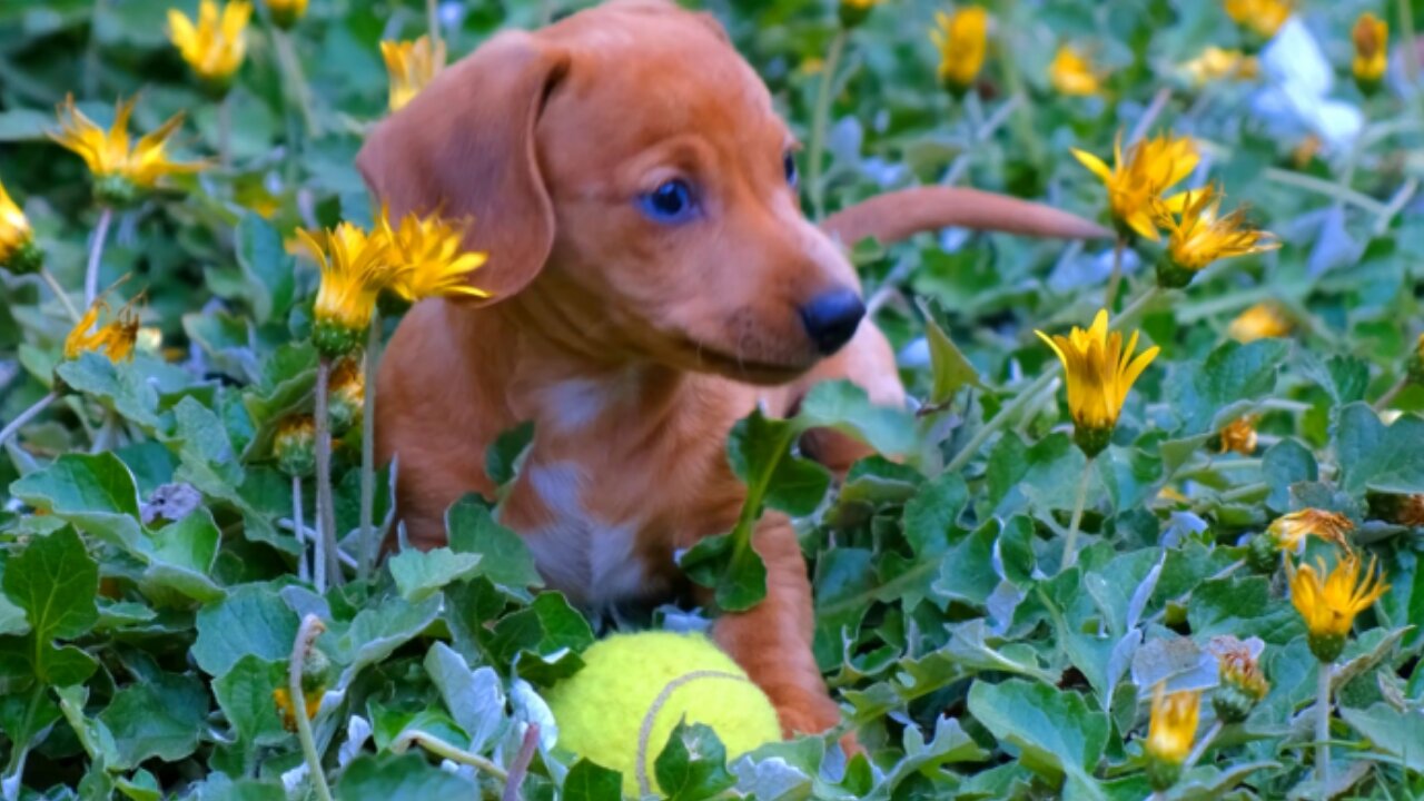 A cute brown dachshund puppy playing with a new tennis ball in the flower garden