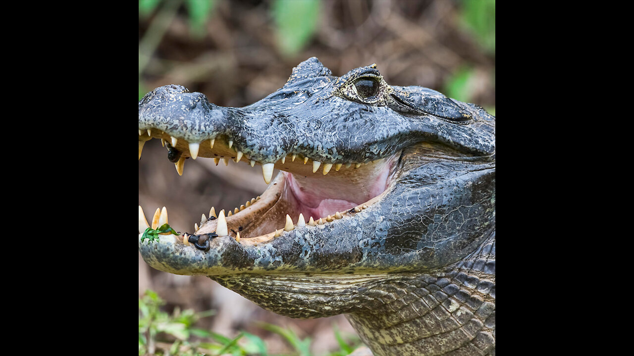 Crocodile attack🐊