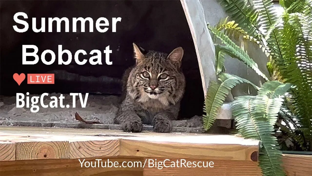 Summer Bobcat LIVE!