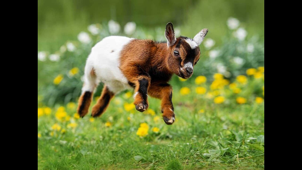 Cute GOAT 😍