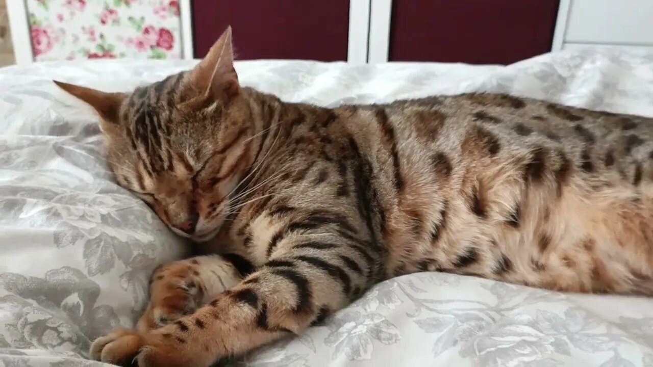 Sleepy bengal cat takes an adorable nap #bengalcat #bengalcatlovers #sleepycat