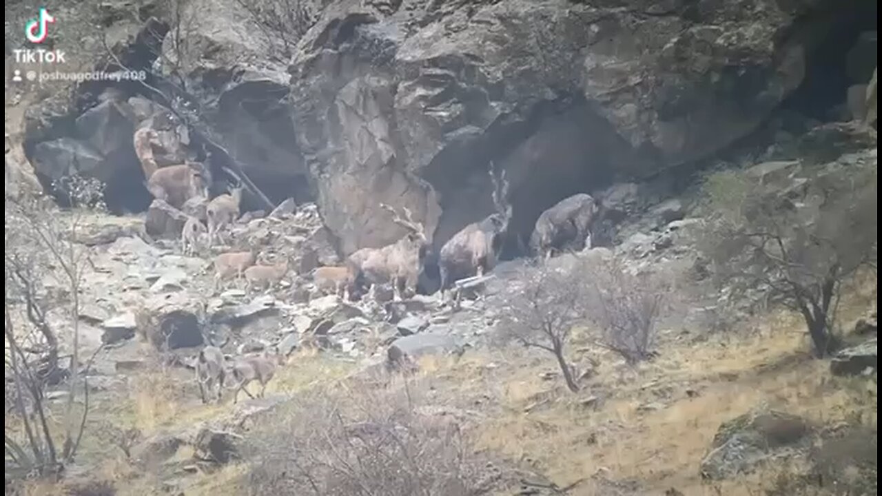 Markhor in Tajikistan