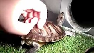 Folle de joie cette tortue se trémousse quand on la gratte