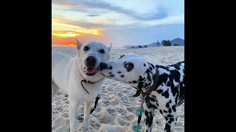 Zeus and Maia in Brazil!!