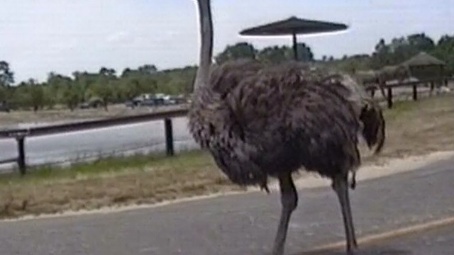 Ostrich got some swagger