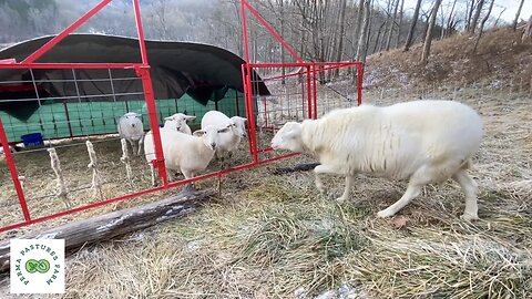 The "Sudden Hush" of Grazing