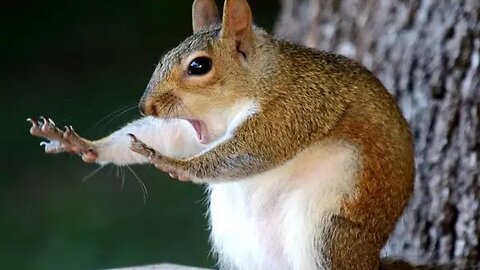 Try not to laugh🤣 Funny animals😹