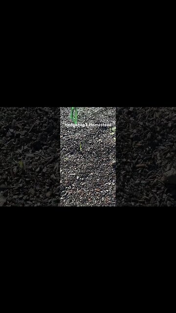 Is it OK if your garlic comes up early?