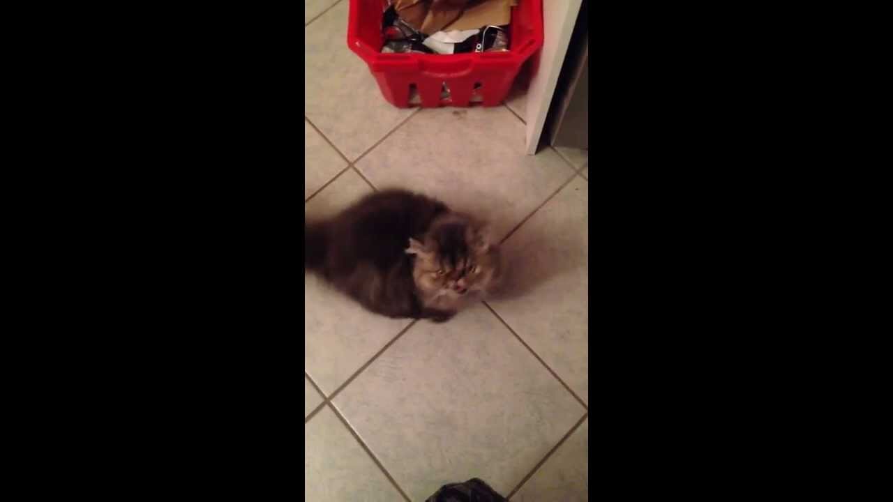Starving Exotic Kitten