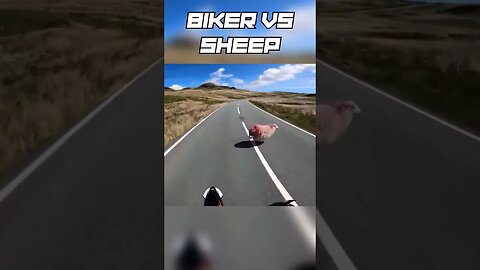 BIKER VS SHEEP!