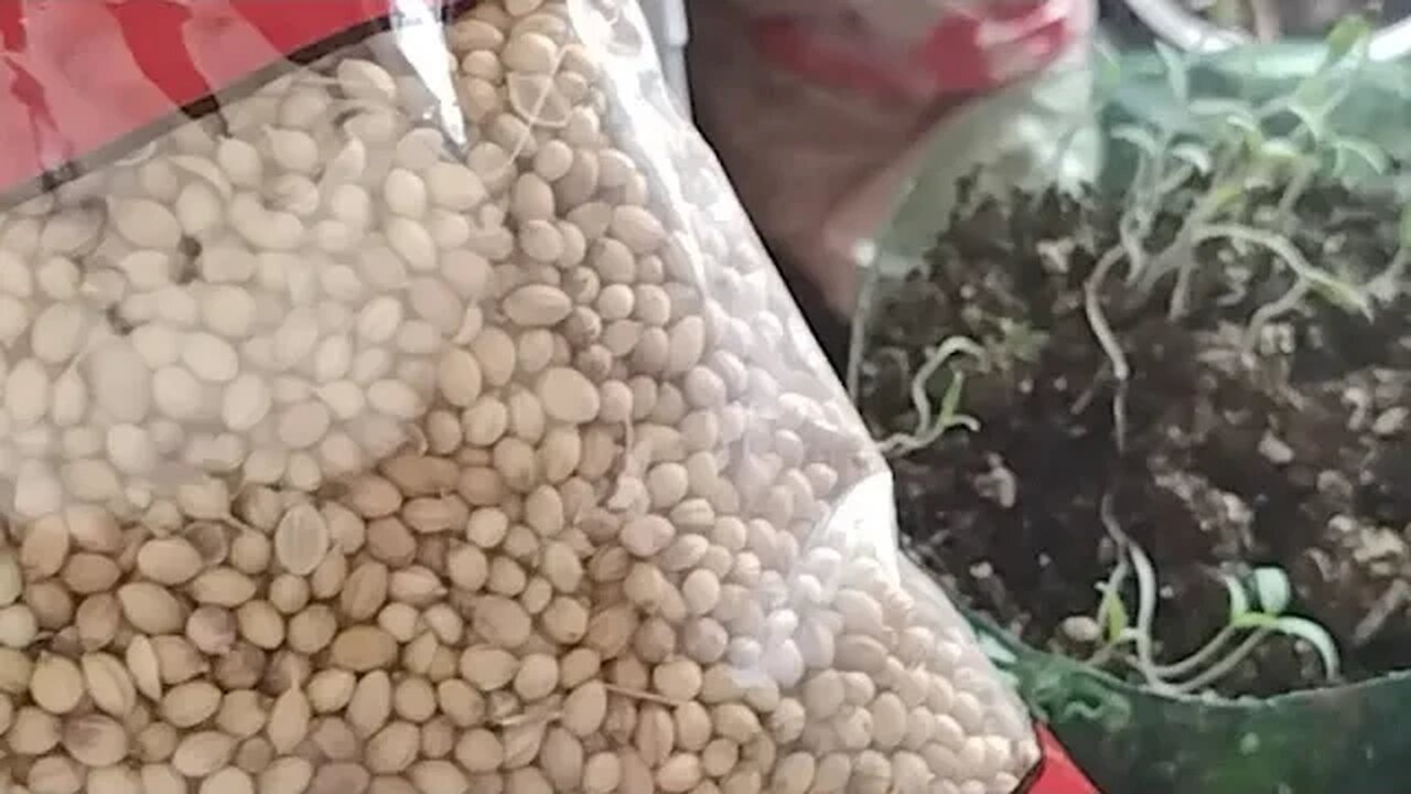 Will This Work?? Planting Bulk Seeds