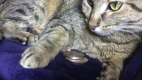 Silver In The Kitty Bank