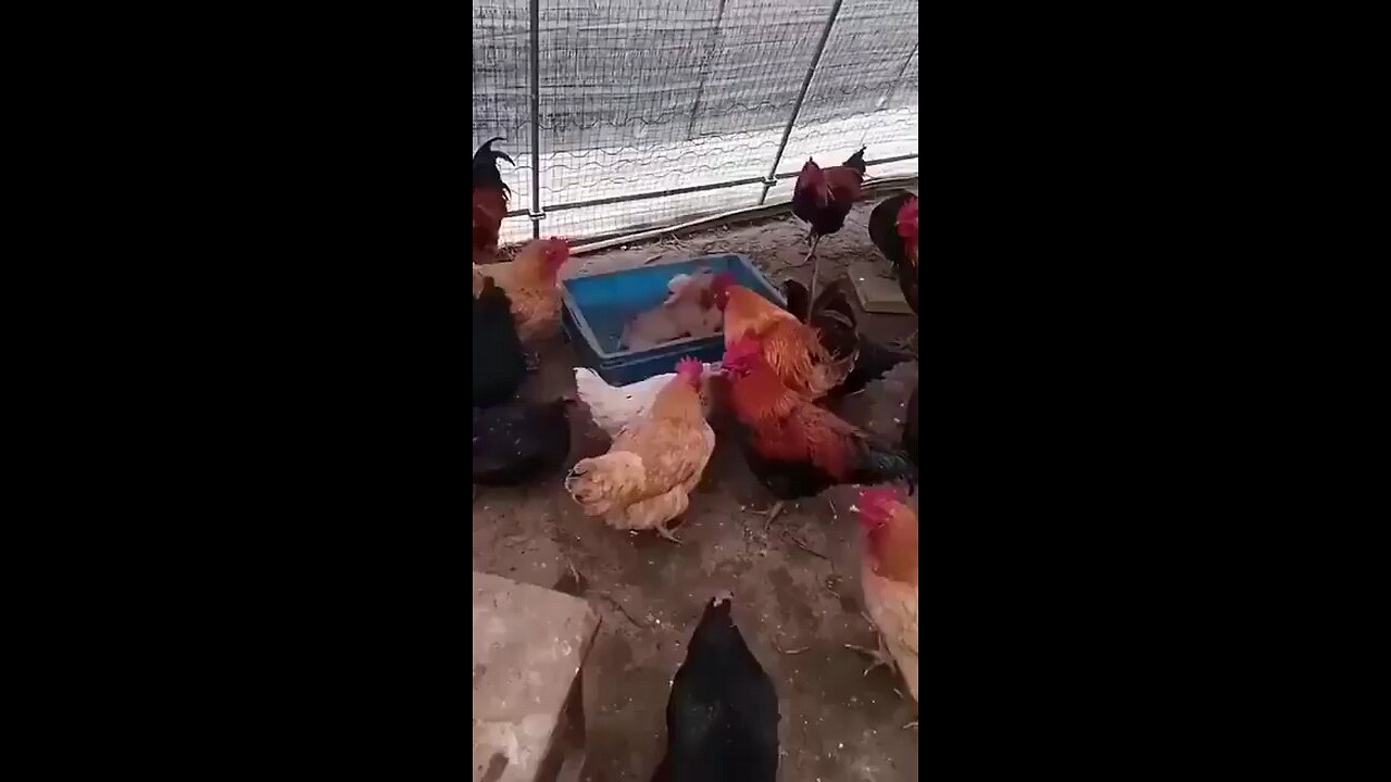 i’m in tears a group of chickens organized illegal dog fights