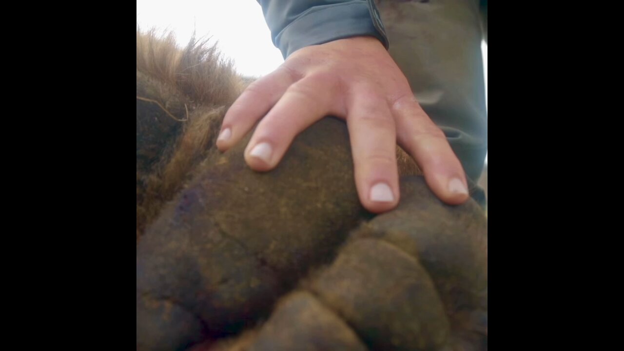 10 foot six brown bear ￼￼