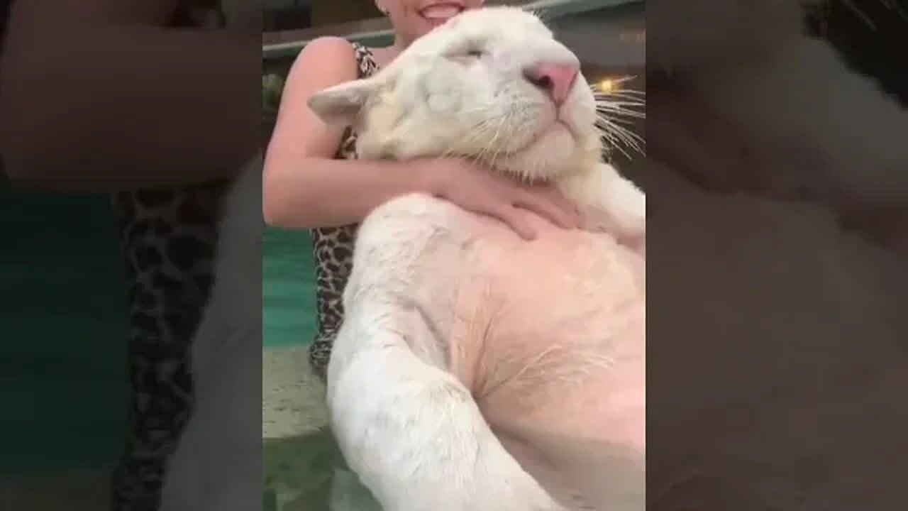 PLAYING CAT VIDEO MEAWWW