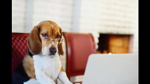 AWESOME FUNNY CAT&DOG VIDEO COMPLITION