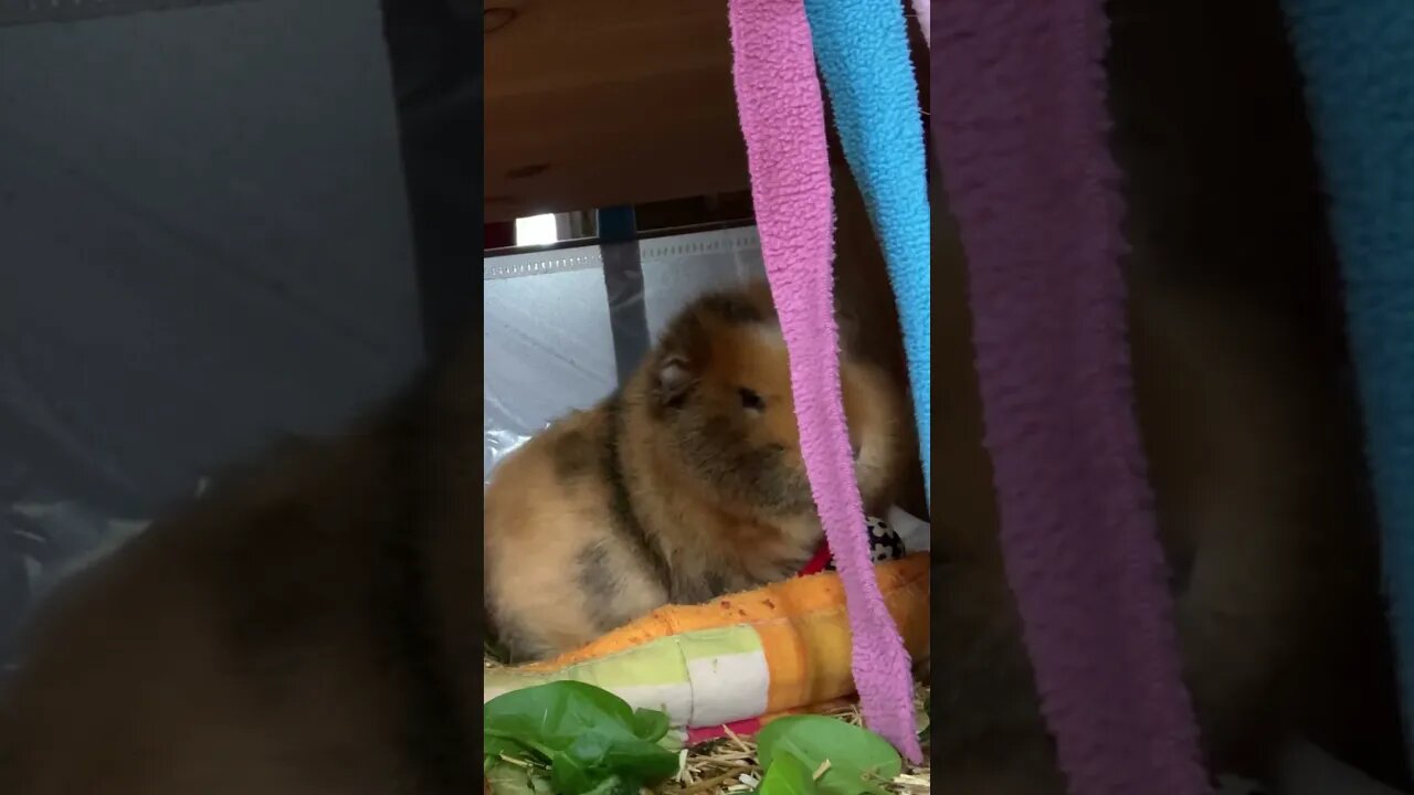 My Guinea pig Tibby is not in the mood