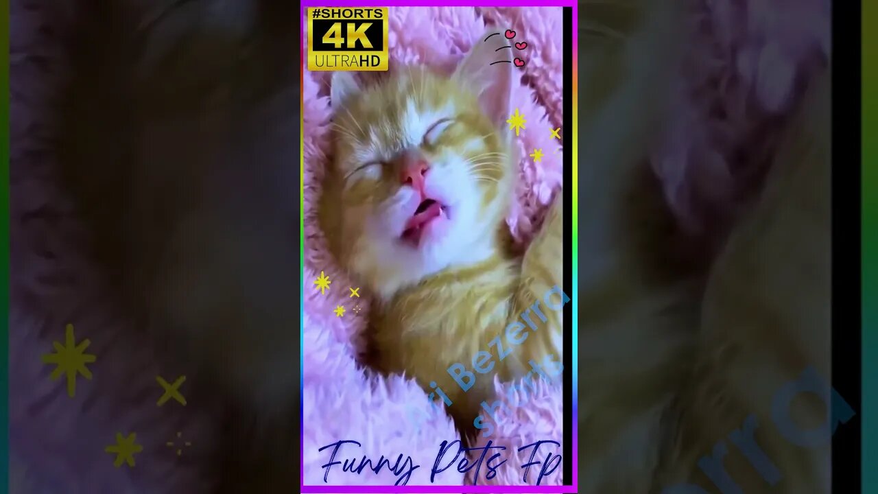 #funny cats top funny animals #shorts
