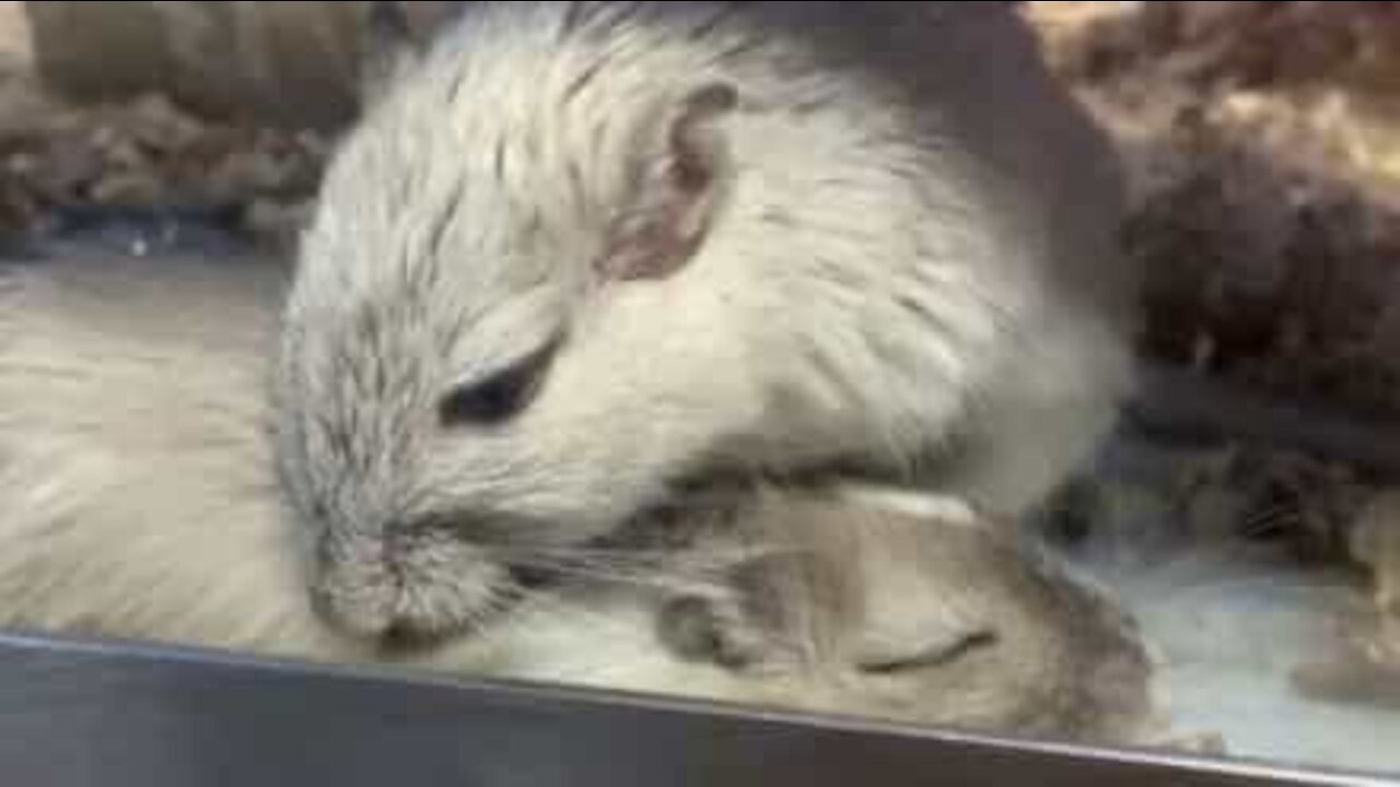 Sleepy hamster gets beauty treatment