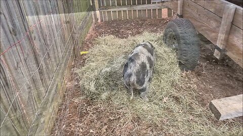 The construction pig