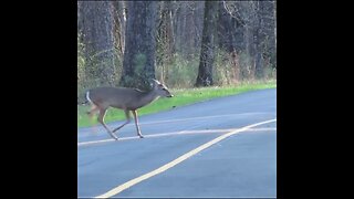 Deer crossing the road