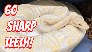 The Amazing Ability of the Lavender Albino Ball Python!