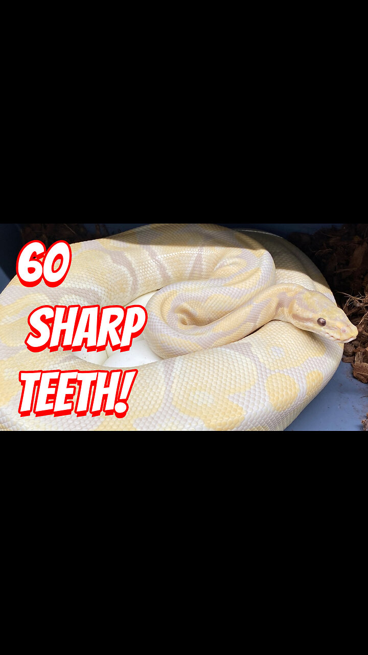 The Amazing Ability of the Lavender Albino Ball Python!