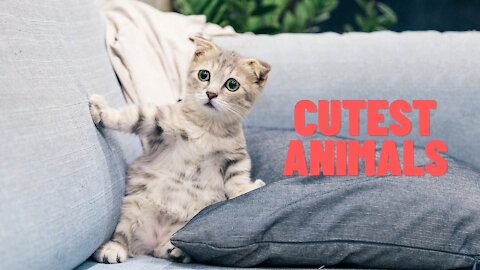 Cutest And Funny Animal Videos 2021!!!