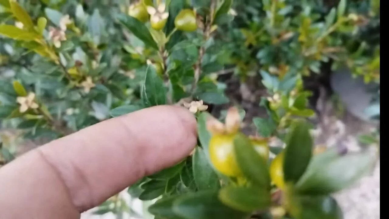 frutíferas produzindo em vaso jabuticaba Sabará Nectarina cereja matosi manga bourbon champedaque