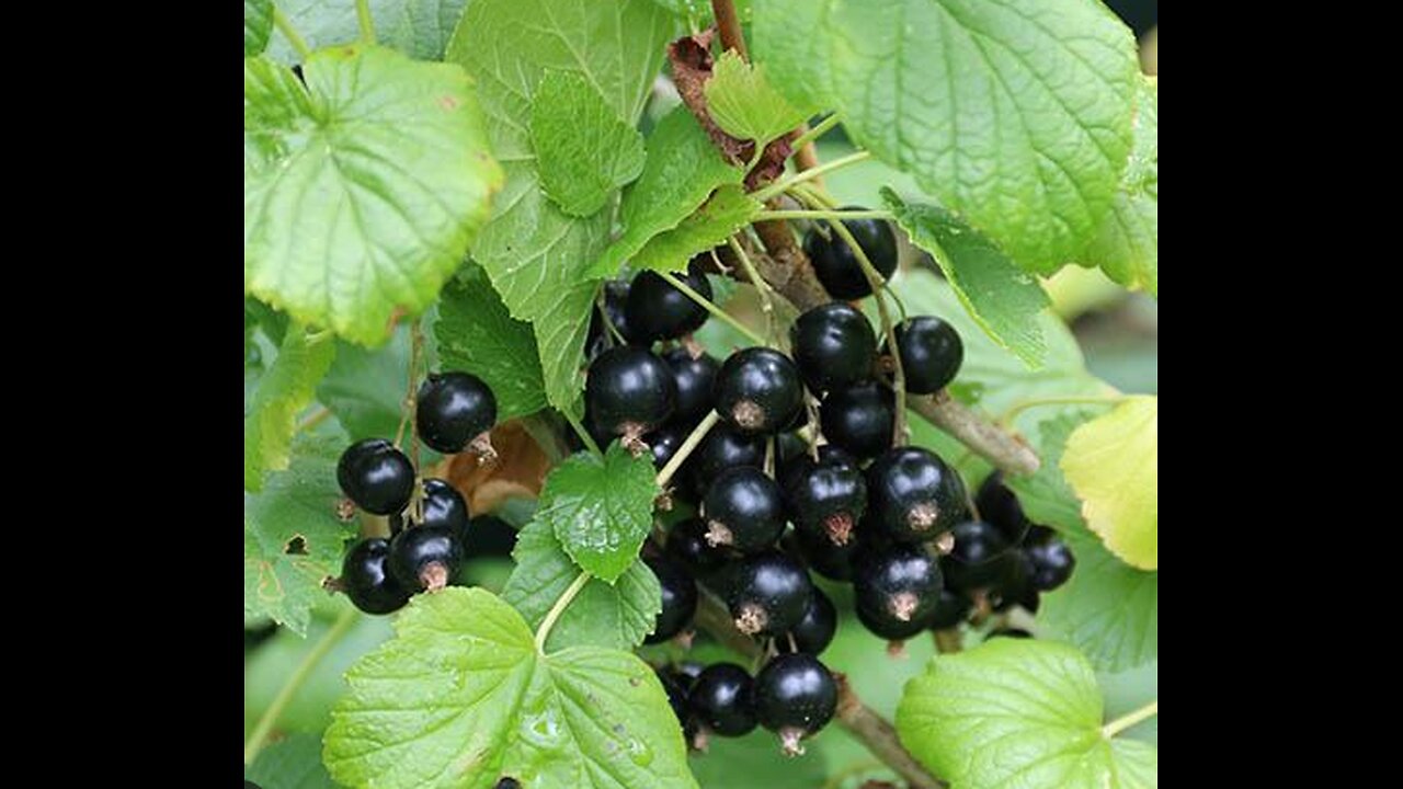 HEALTH Benefits of Blackcurrants