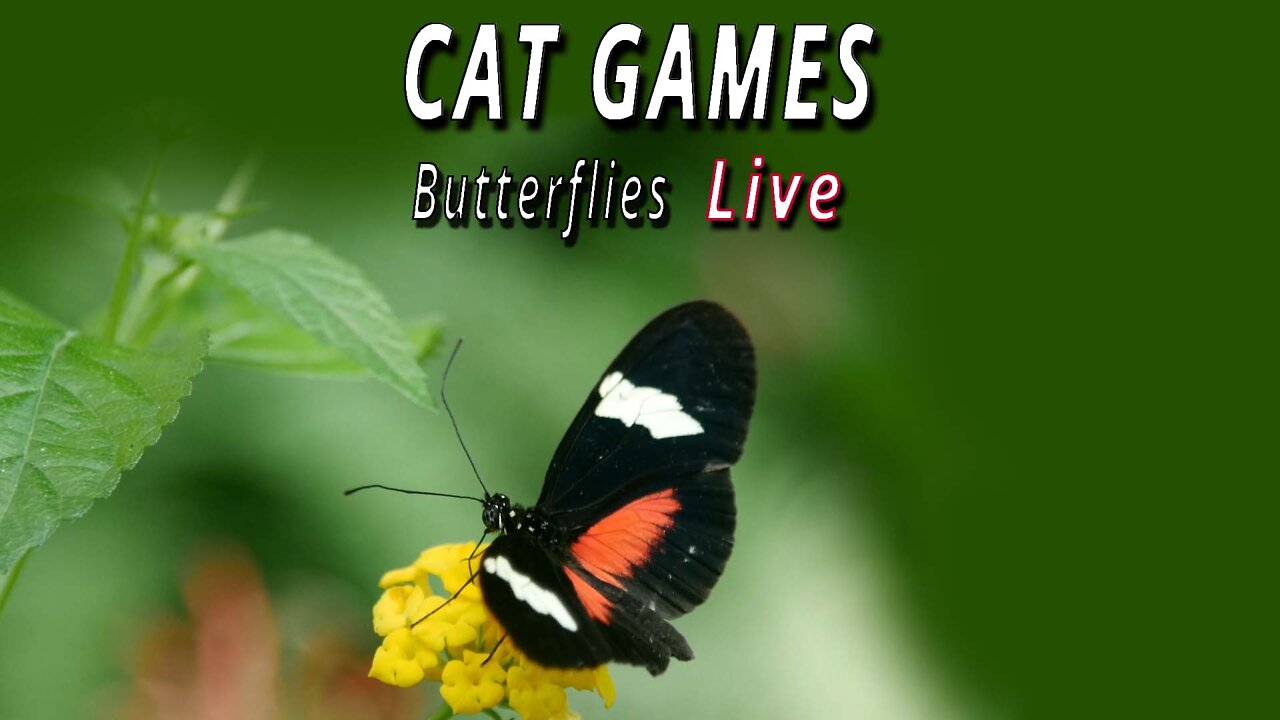 CAT GAMES: Butterflies LIVE!