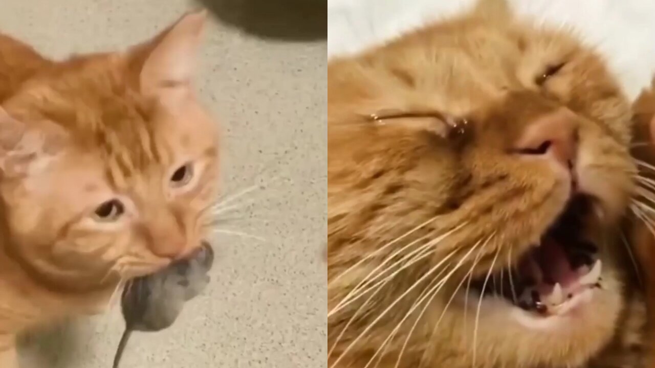 When my cat attacks a rabbit, how i stop this must watch