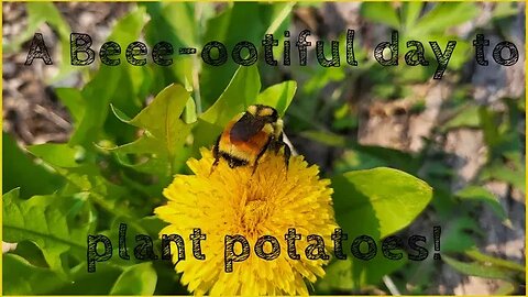 Our 2023 garden: planting Purple Peruvian Potatoes!