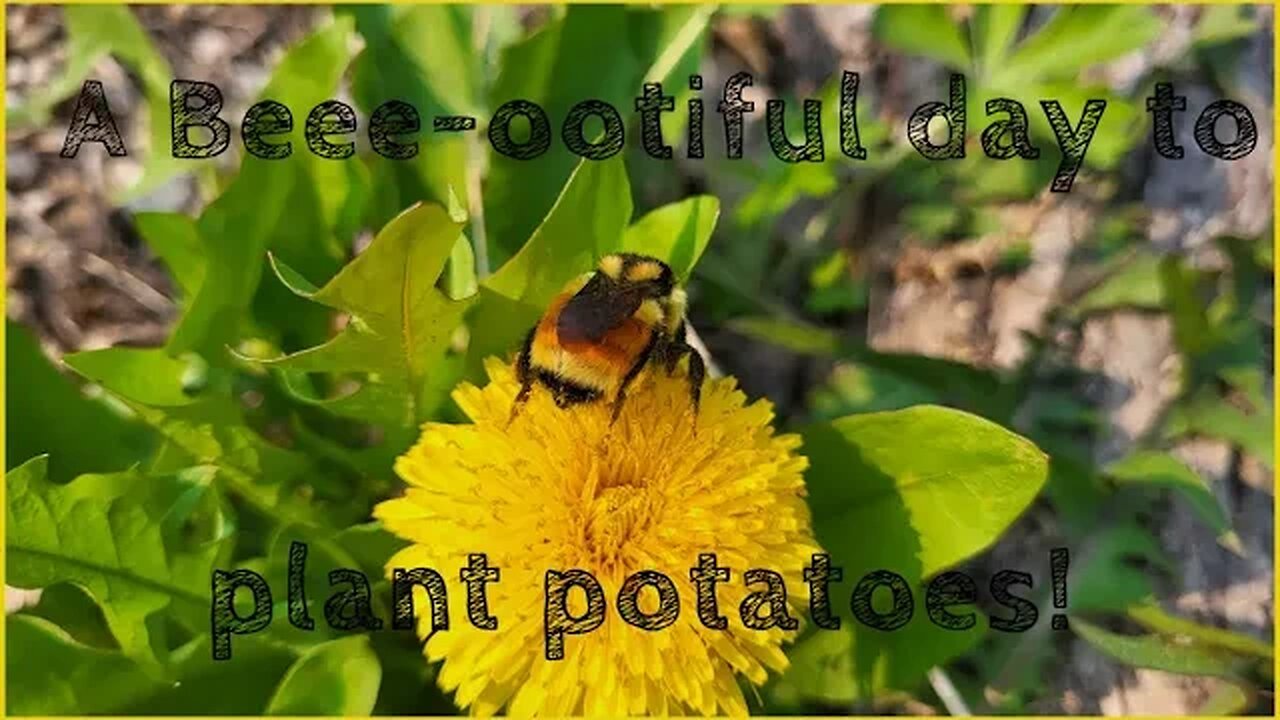 Our 2023 garden: planting Purple Peruvian Potatoes!