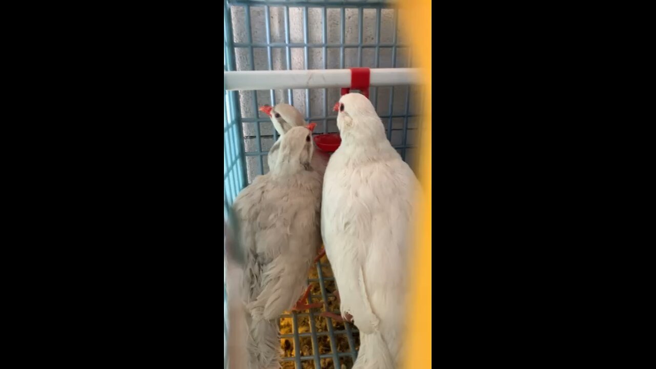 silver partridge and white partridge- Gümüş Keklik ve Beyaz Keklik