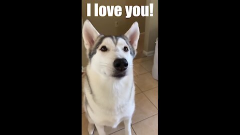 my dog shares his love by saying i love you to me so sweet