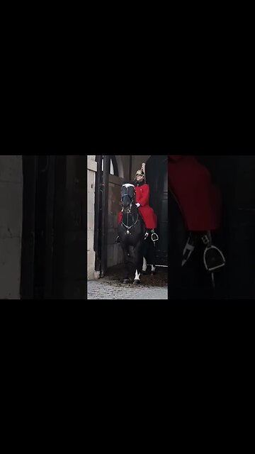 Horse slips guard stays on #horseguardsparade