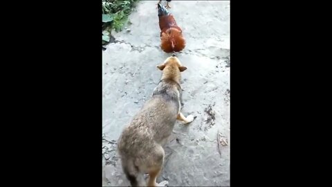 Funny Dog and Chicken