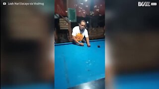 Il nettoie une table de billard en mangeant les insectes qui l'infestent