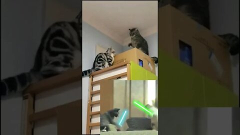 🐱Cutest Cats🐱