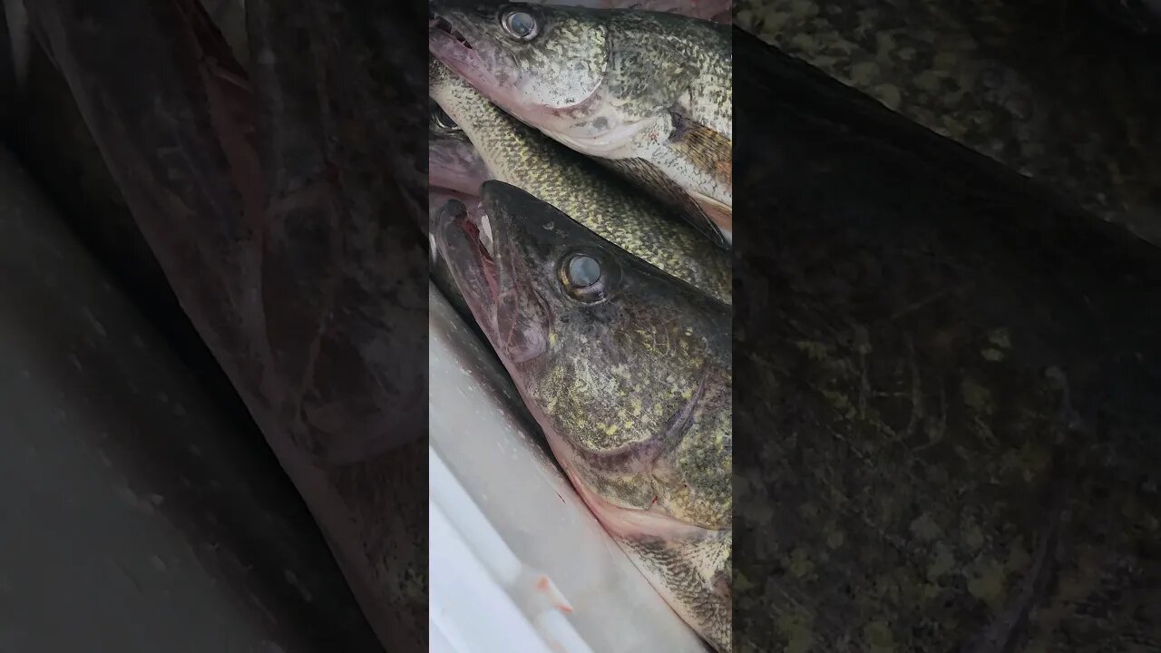 Behind on uploads yesterday's fish! slow day took 15! big fish was 27" LAKE ERIE WALLEYE!